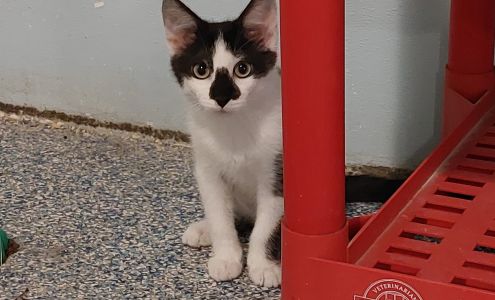 River Bluff Humane Society