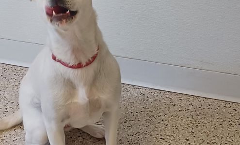 Crossroads Veterinary Clinic & Animal Shelter