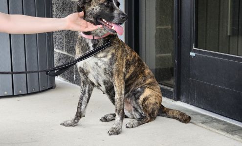 Southeast Missouri Pets