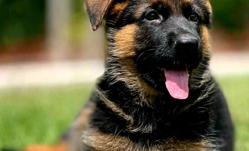 Vertrauen German Shepherds