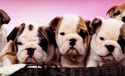 Rockin' Ridge Bullies Pleasant Hope