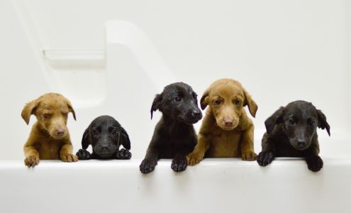 Oktibbeha County Humane Society - Starkville Animal Shelter