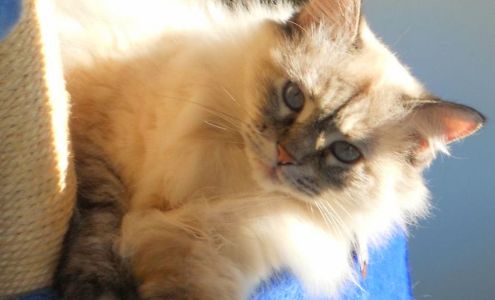 Augusta Regional SPCA