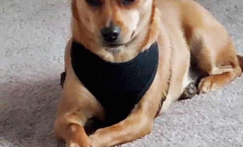 Dodge County Humane Society