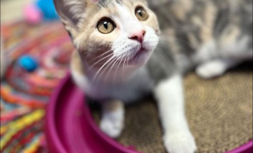 The Grand Feline Hotel And Salon