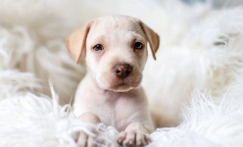 Monmouth County SPCA