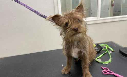 Wags and Whiskers Boarding Kennel