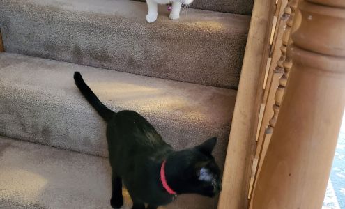 Humane Society of Rome Inc