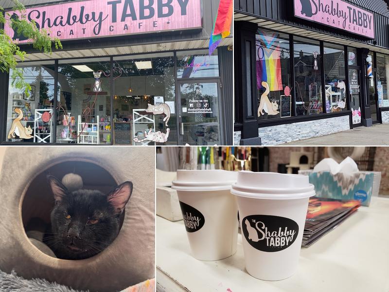 The Shabby Tabby Cat Cafe
