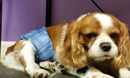 Groomin Tails Pet Salon