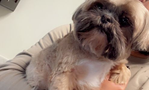 New Windsor Barkery & Grooming Spa