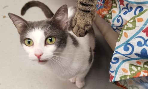 Delaware Valley Humane Society