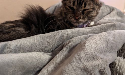 Montgomery County SPCA