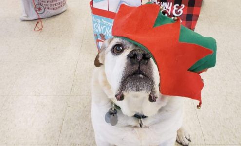 Ayres Memorial Animal Shelter Sprakers