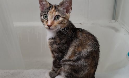 Hudson Valley Humane Society Pomona