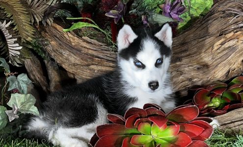 Loyal Siberian Husky Hamer