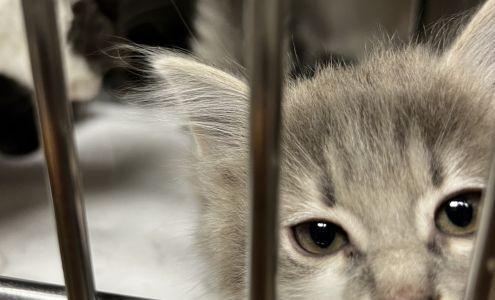 Carteret County Humane Society