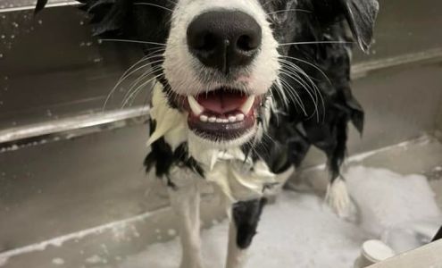 Awesome Paws Pet Salon