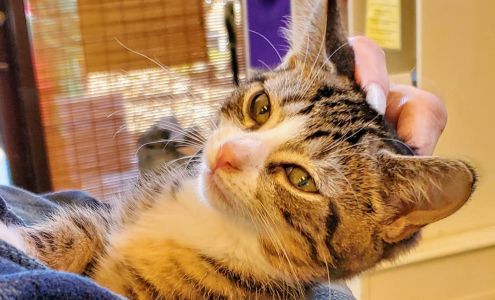 Humane Society of Parkersburg