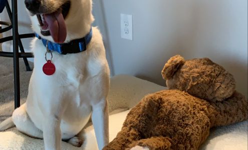 Animal Shelter Society