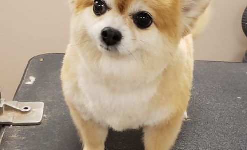 Classy Cuts Pet Salon & Supplies