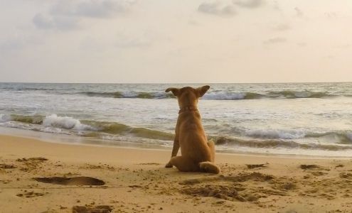 Pet Cremation Services Inc