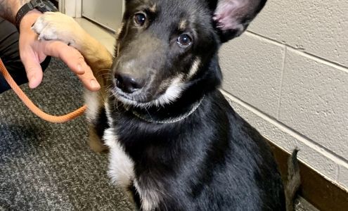 Shenango Valley Animal Shelter