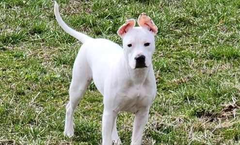 Highland Humane Society