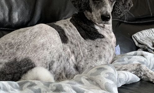 Doggy Amour LLC King City