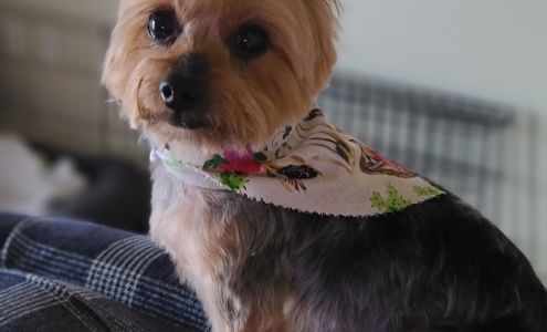 Barking Mad Grooming Bridgeport