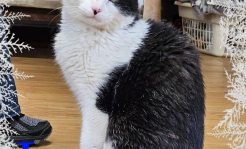 ​​Ruth Steinert Memorial SPCA