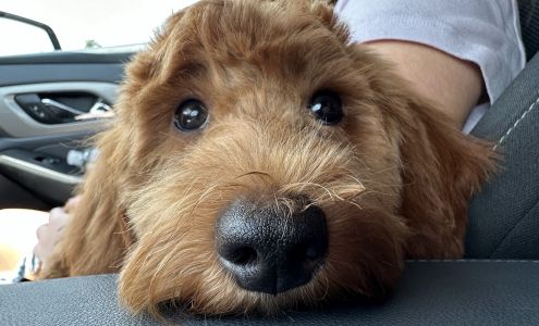 Total Dog & A Little Cat Reinholds