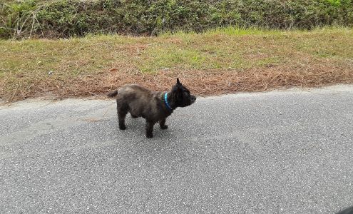 The Pet Spa Of Myrtle Beach