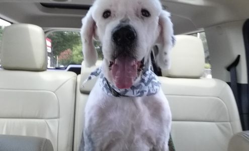 Bubbles & Bows Pet Salon