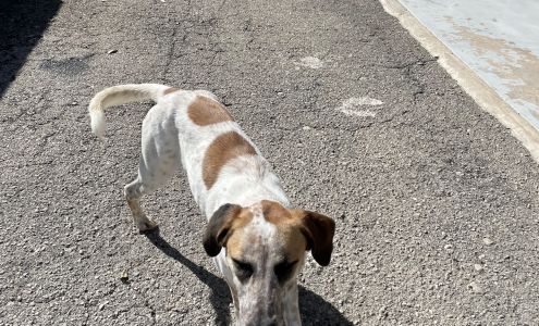 Guadalupe County Humane Society