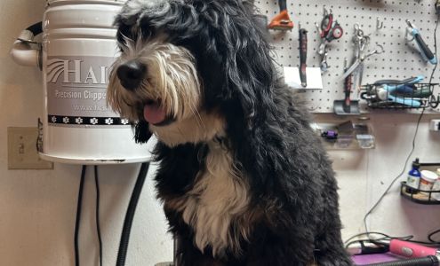 Safe Haven Grooming & Boarding