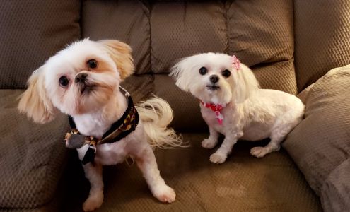 Bad To the Bone Grooming Salon