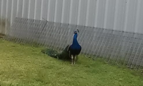 Knox Drive Farm & Feed