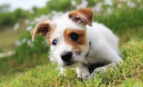 Animal Defense League of Texas