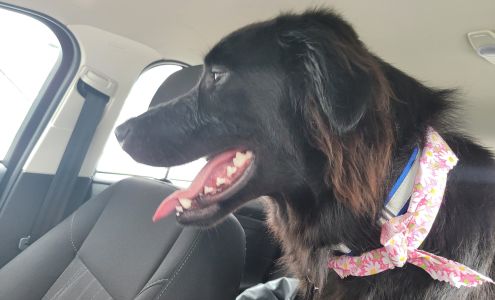 Blue Collar Pet Salon