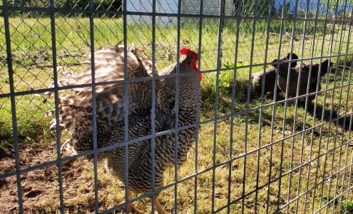 Keppler Feed and Recycling Renton