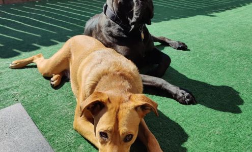 Jax Dog Drop - Bellevue