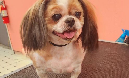 Pampered Pet Boutique