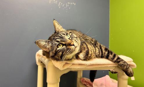 Homeward Pet Adoption Center