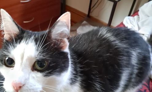 Humane Society of Raleigh County