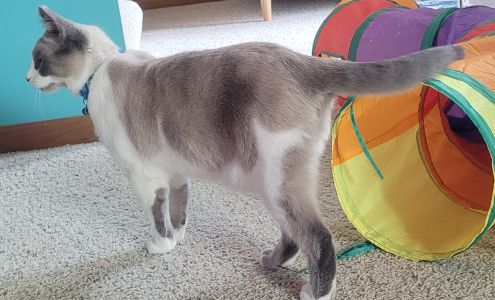 Touched By A Paw Cat Shelter