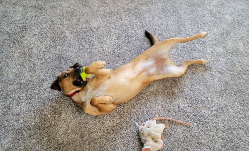 Clear Creek County Animal Shelter (Charlie's Place) Dumont