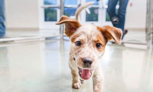 Arizona Humane Society South Mountain Campus