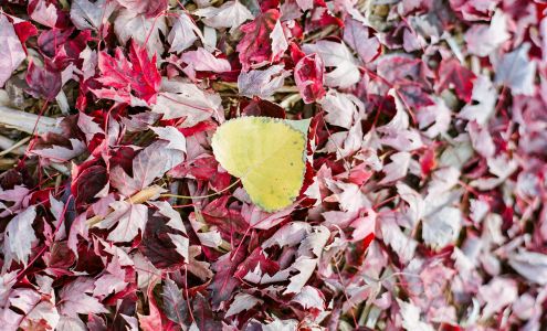 Creekside Tree Nursery