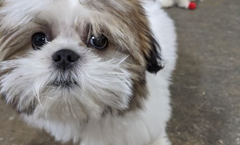 Davis Wholesale Florist Inc